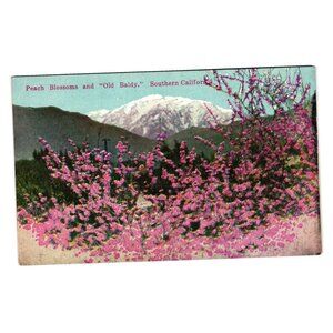 Peach Blossoms Old Baldy Southern CA Vintage Postcard Circa 1930s M Kashower